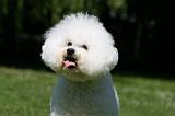 BICHON FRISE 556